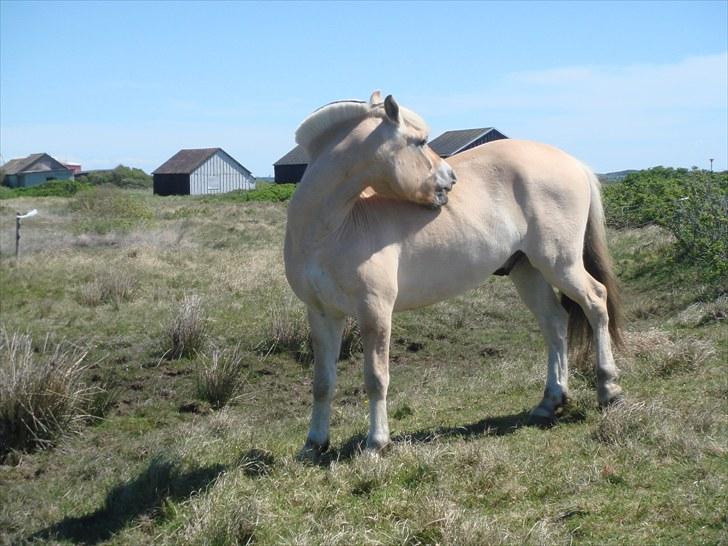 Fjordhest granit kjærgaard  Tidligere hest - uh der er vist noget der skal vendes billede 7