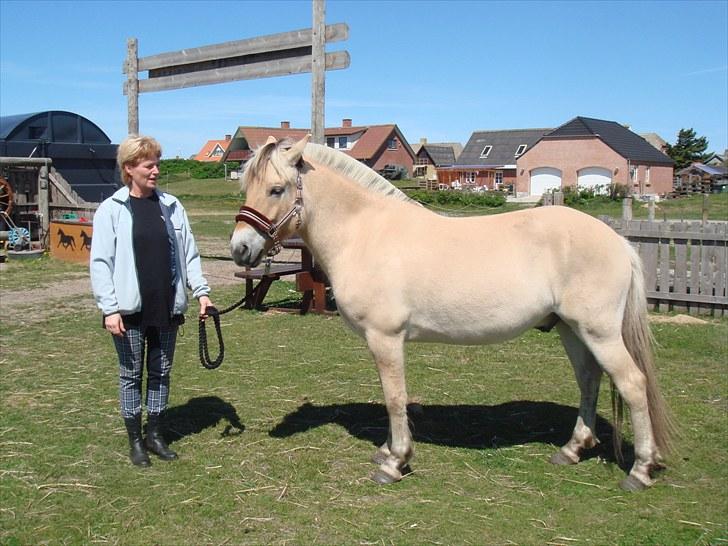 Fjordhest granit kjærgaard  Tidligere hest - undskyld men tina ville være med  billede 8