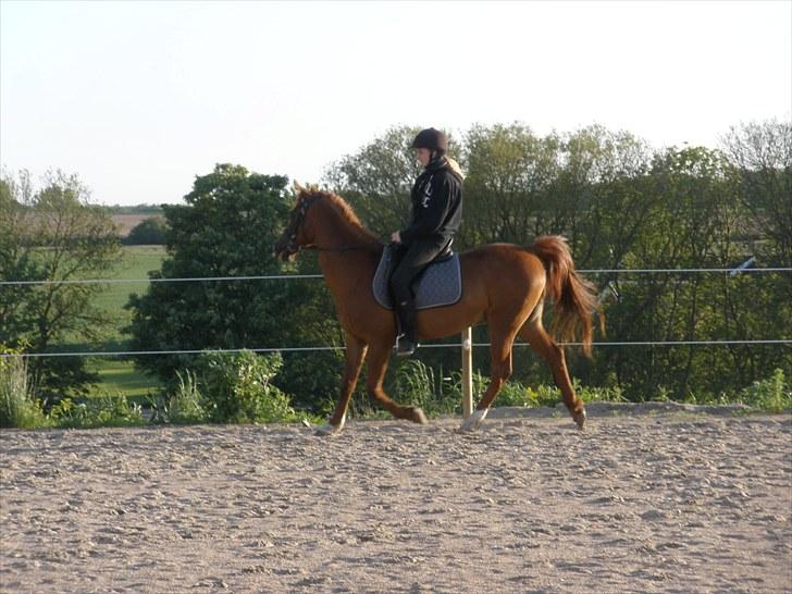 Sportsaraber (A) †Oliver† - D. 31/5-10 - Foto: TG billede 19