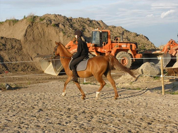 Sportsaraber (A) †Oliver† - D. 31/5-10 - Foto: TG billede 20