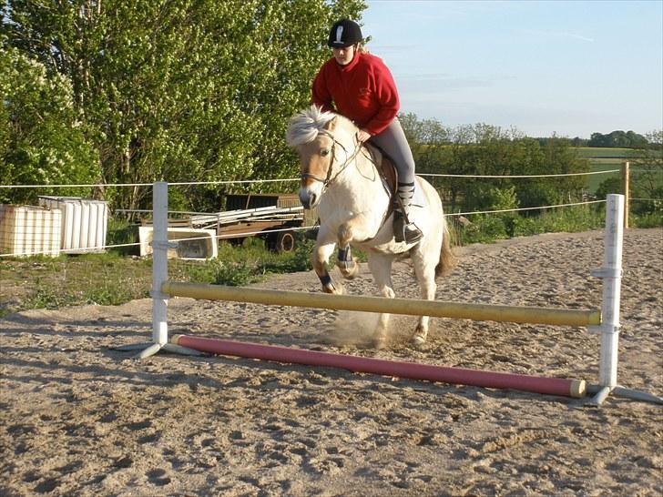 Fjordhest † Fie† - D. 31/5-10 - Foto: SR billede 15