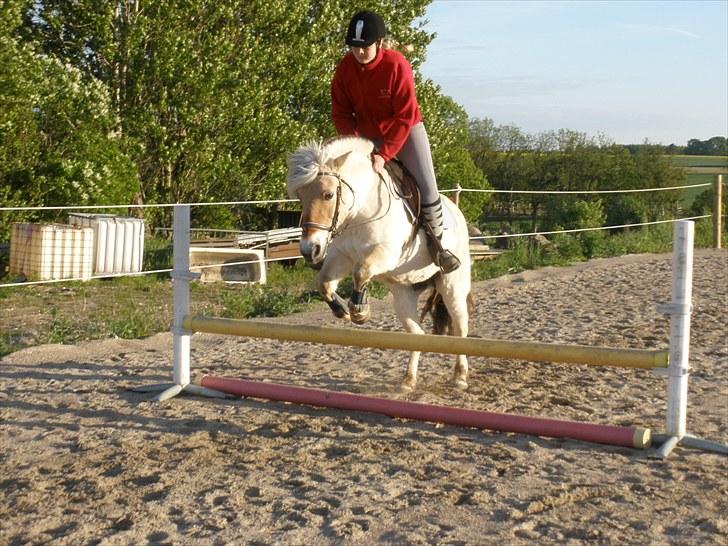 Fjordhest † Fie† - D. 31/5-10 - Foto: SR billede 16