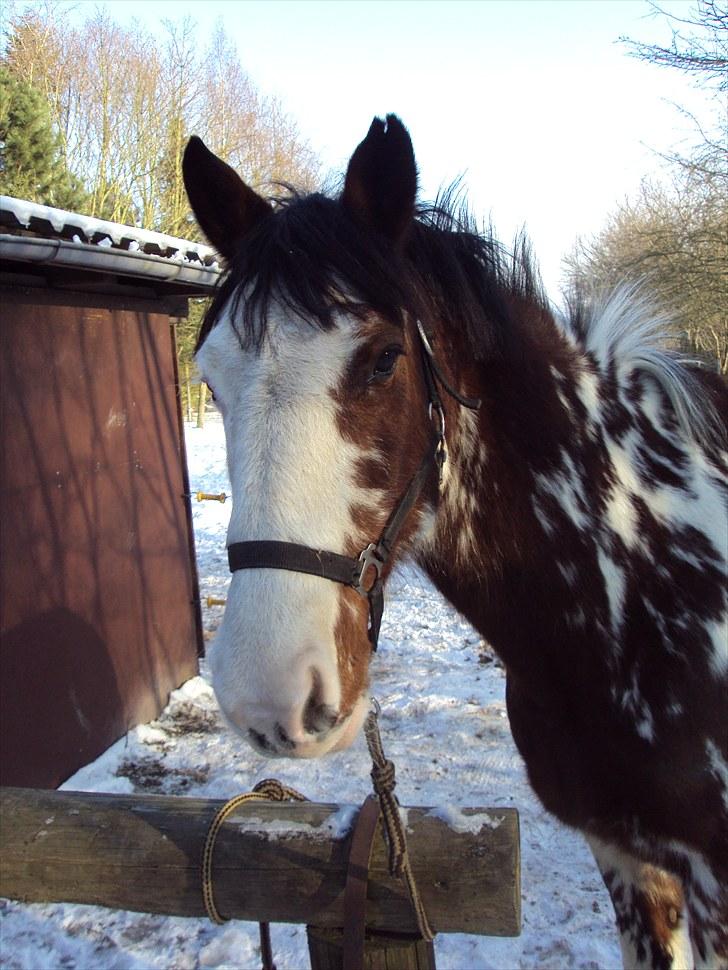 Criollo Don Pedro billede 16