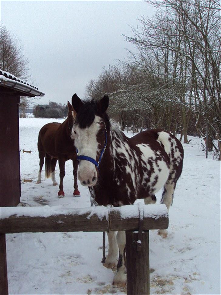 Criollo Don Pedro billede 17