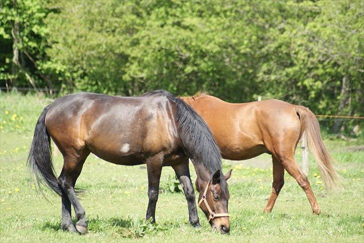 Oldenborg Visborggaards Starleth - på Oust Mølle, sammen med Rivaldo! (: billede 3