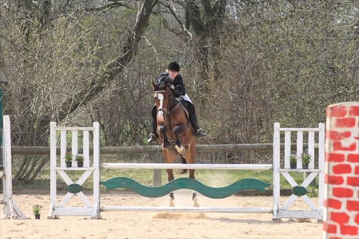 Dansk Varmblod Prestige RIP min smuksak, du er Savnet <3 - LC spring malling rideklub maj 2010 billede 11