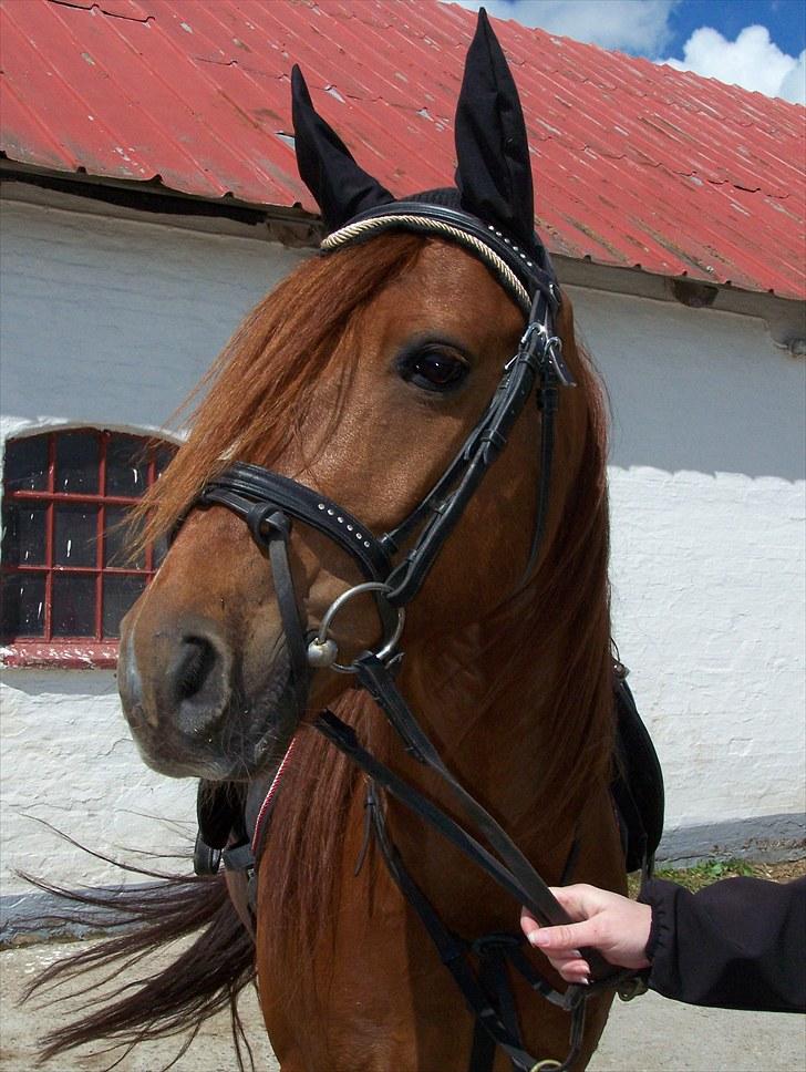 Anden særlig race Lundgaards Chivas  - Taget af Dorte Jensen/Grønvang billede 4