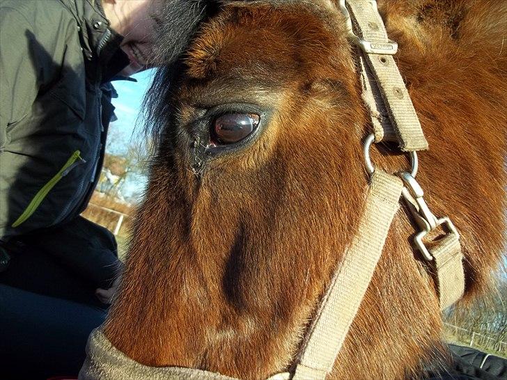Anden særlig race Solbakken´s Bella ~HængeMule~ - Lille Søde Bella billede 1