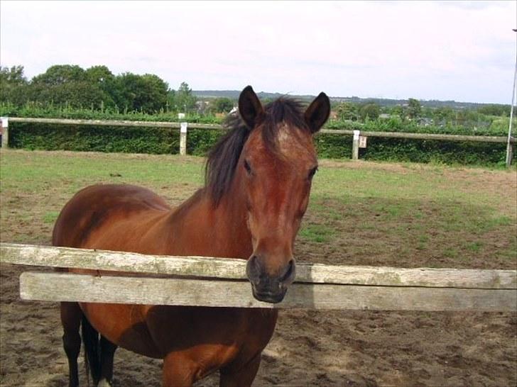 Anden særlig race Solbakken´s Bella ~HængeMule~ - Søde Bella billede 2
