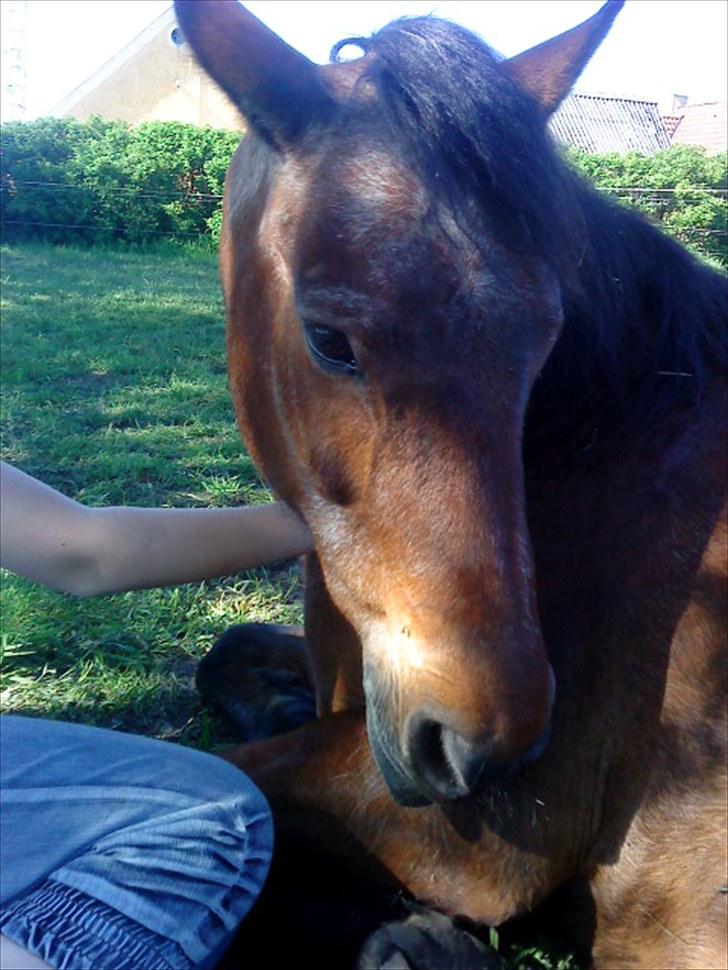 Anden særlig race Solbakken´s Bella ~HængeMule~ billede 3