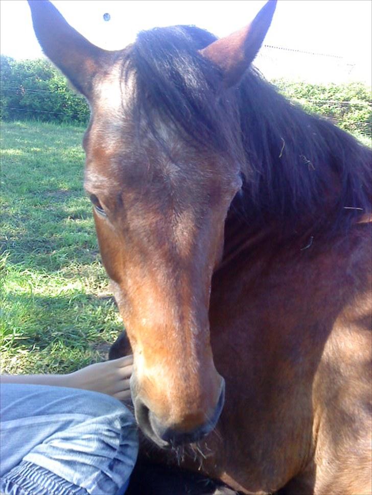 Anden særlig race Solbakken´s Bella ~HængeMule~ billede 5