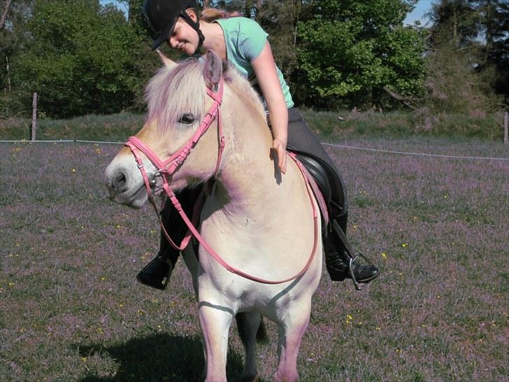 Fjordhest Fenja Drejer' Fiske (; billede 11