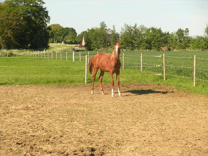 Sportsaraber (A) Til minde om CS Kadar el Akela - Nr. 13 billede 13