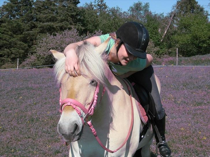 Fjordhest Fenja Drejer' Fiske (; billede 13