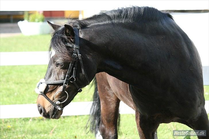 Welsh Cob (sec D) Merlyn Puzzle billede 16