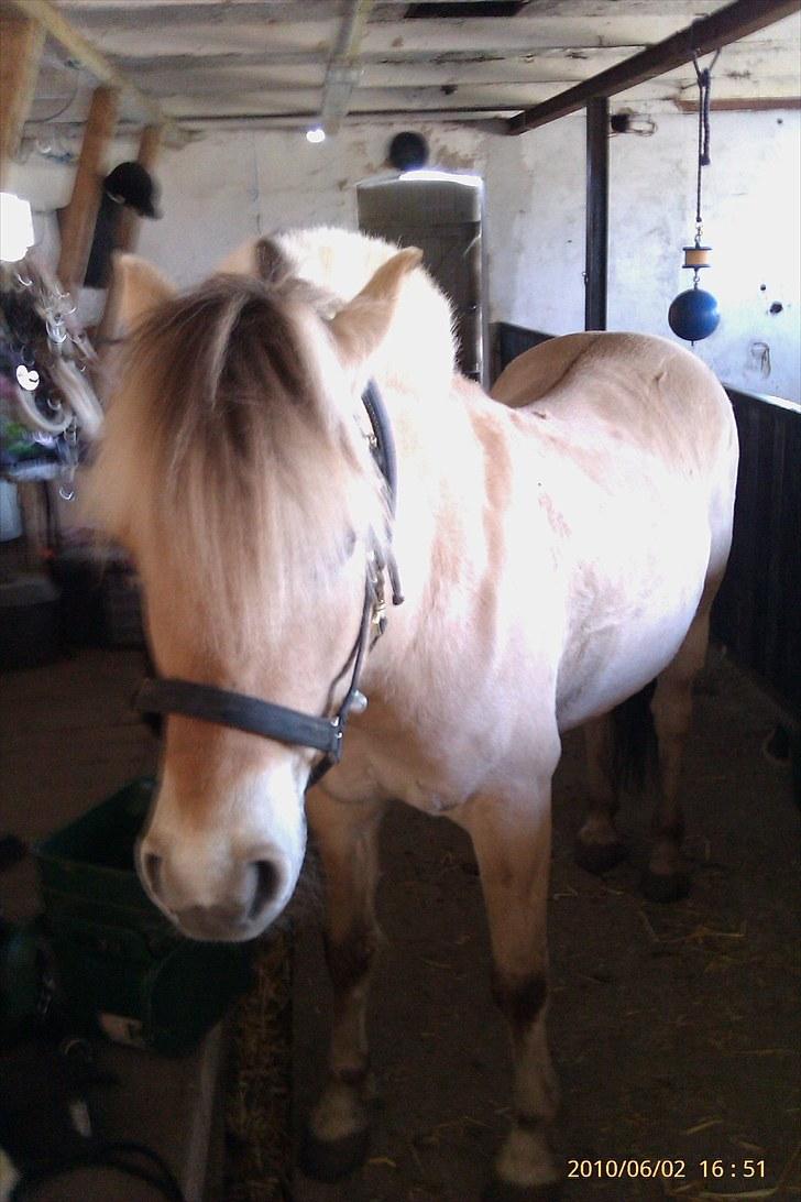 Fjordhest Romeo's Fakir  R.I.P :'( - står på stald gangen uden at være bundet han er så god til det :) billede 9