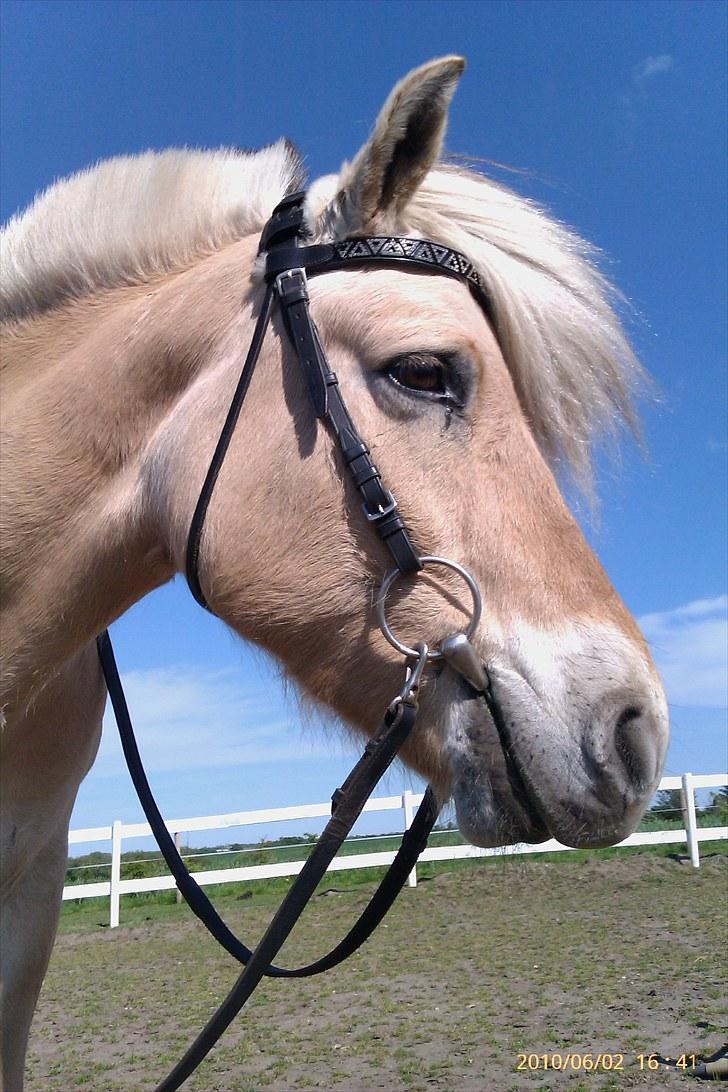 Fjordhest Romeo's Fakir  R.I.P :'( - med hans smukke hovetøj <3 billede 11