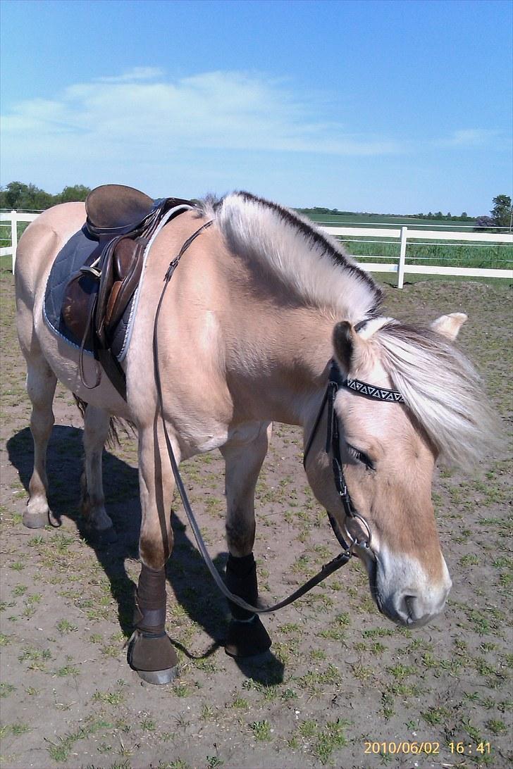 Fjordhest Romeo's Fakir  R.I.P :'( - står og slapper af efter en daglig ride time :D du er så lækker <3 billede 13