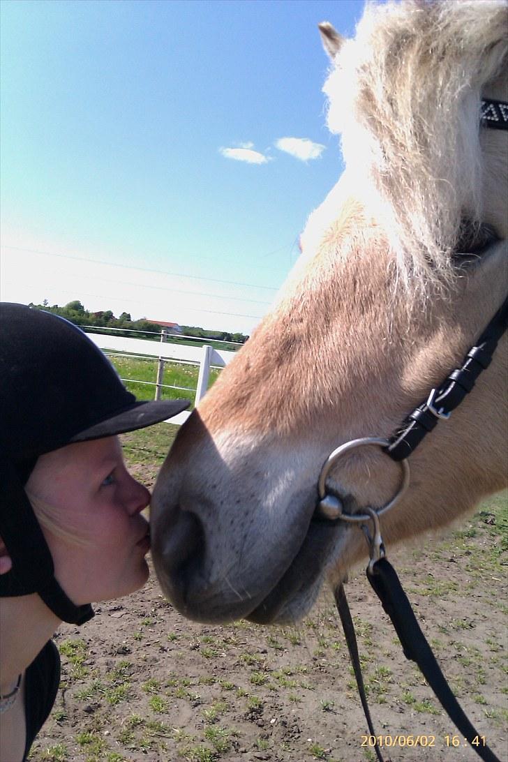 Fjordhest Romeo's Fakir  R.I.P :'( - jeg kunne kysse dig hele tiden.. du er så utrolig kan ikke beskrive hvor meget jeg elsker dig<3 billede 14