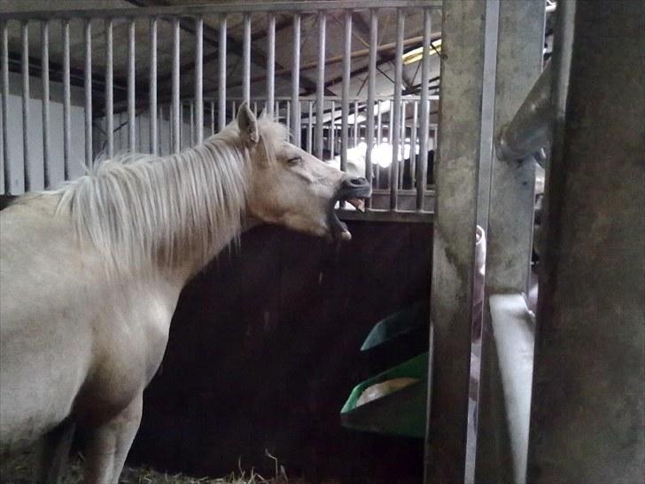 Anden særlig race Isabella - Trætte isapige(: billede 6
