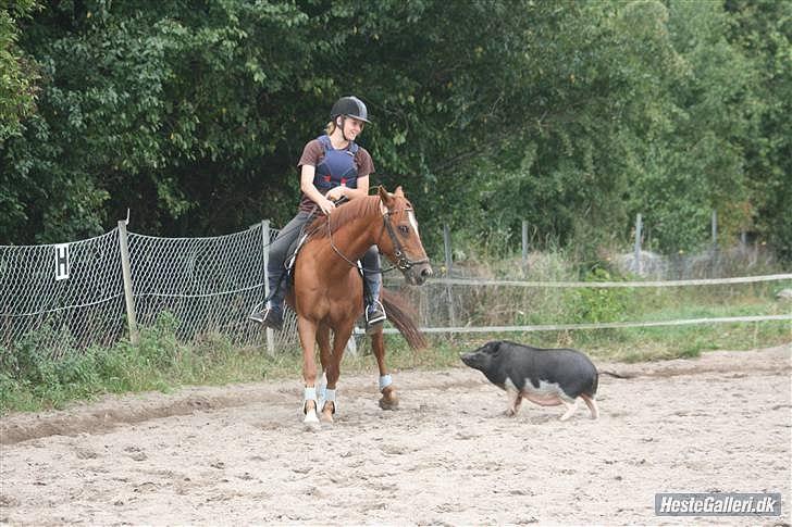 Anden særlig race Houdini <3 SOLGT - Møsser til alle :D  billede 11