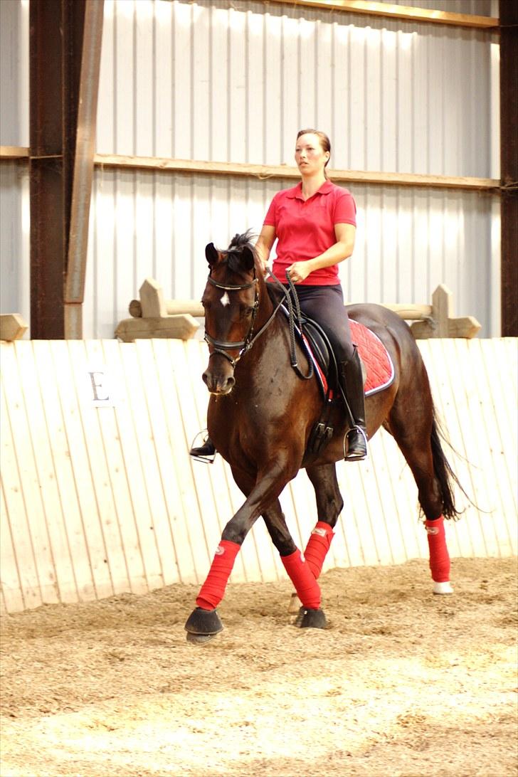 Hannoveraner Dreamgirl 11.04.2003-22.09.2012 - Daglig træning juli 2010-taget af Karoline billede 6
