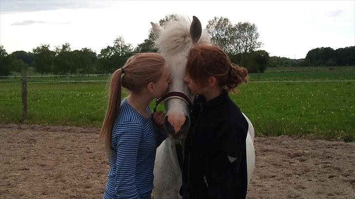 Welsh Cob (sec D) Sheila - Jeg elsker dig! billede 6