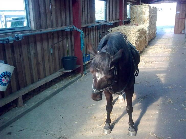 Anden særlig race Asterix;) - Lå der ikk´ en gulerod bagved?? billede 14