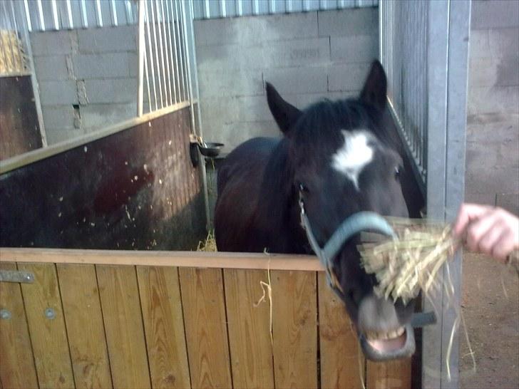 Anden særlig race Asterix;) - Jeg VIL ha´ det hø!!!!!!!!! billede 15