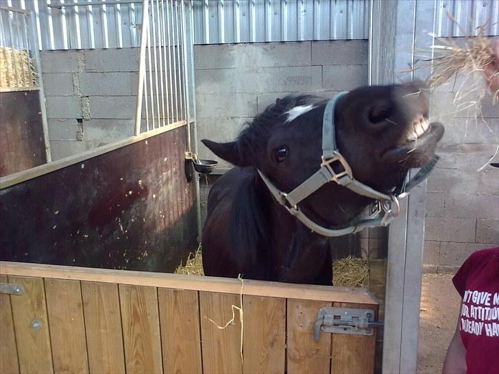 Anden særlig race Asterix;) - se mine tænder!;) (ps jeg VIL altså have det der hø!!!!!!!!) billede 16