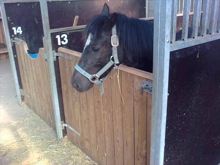 Anden særlig race Asterix;) - Asterix i et usædvanlig uskyldigt øjeblik;) billede 19