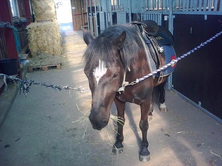 Anden særlig race Asterix;) - Jeg ELSKER HØ!!!!!!:) billede 17