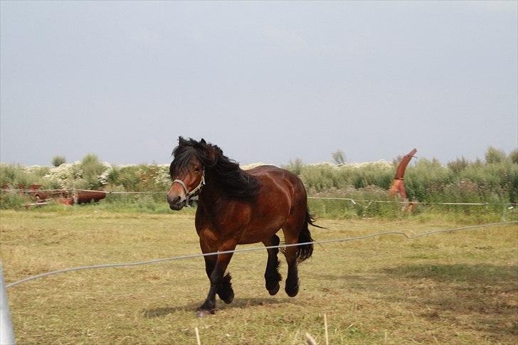 Nordsvensk Skovhest Belesto billede 10