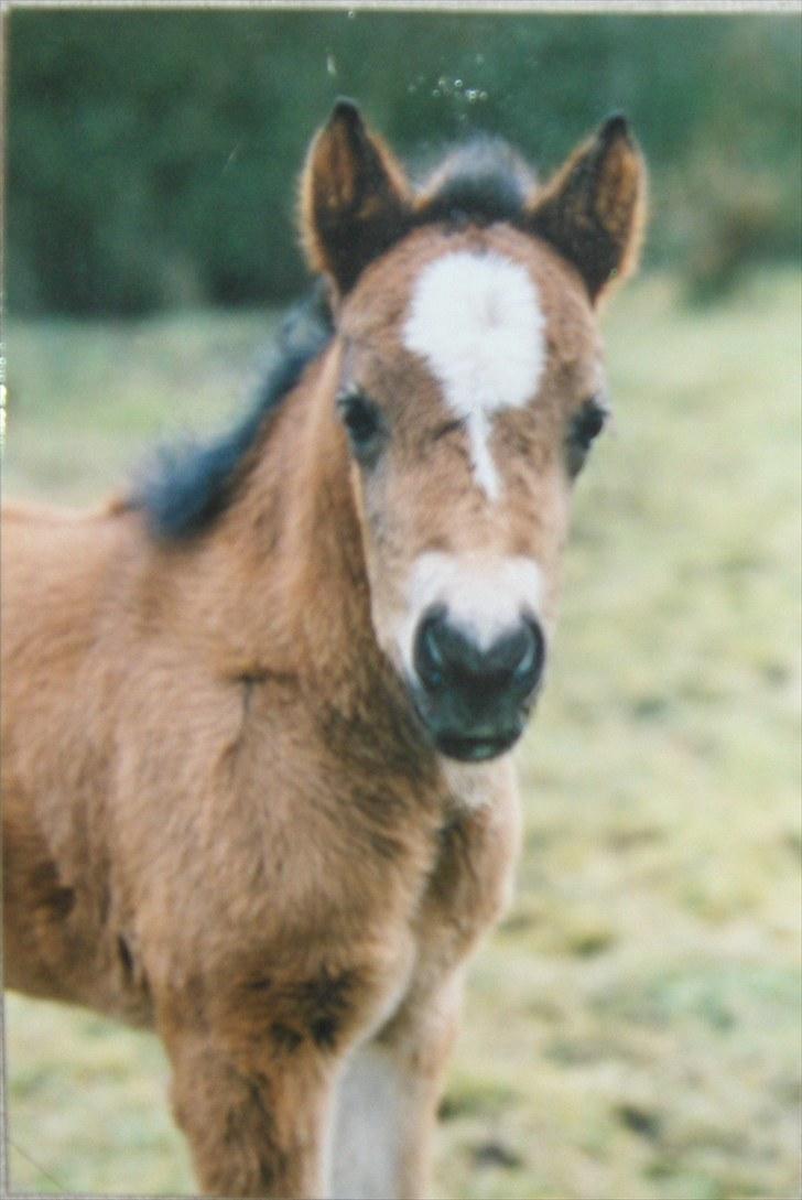 Welsh Pony (sec B) Assemoses Chennel - nelle da hun var føl  :D billede 18