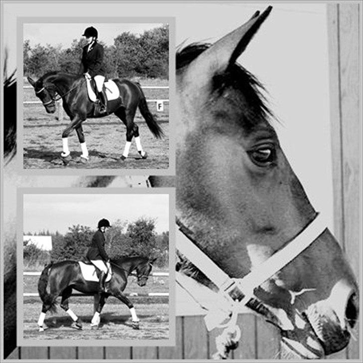 Anden særlig race Chiquita *Bananen* - Fotomodel :) billede 13