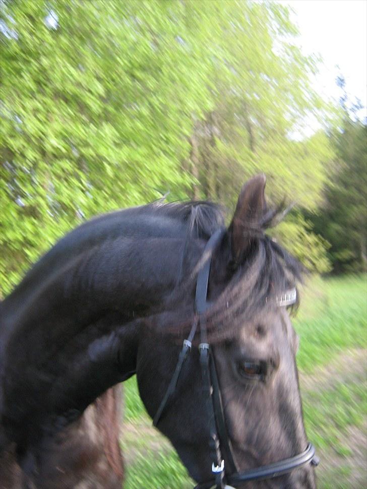 Frieser Rykje van Bourboom R.I.P. - Smukt :) billede 12