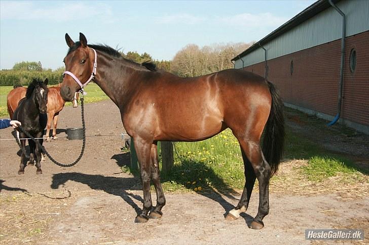 Anden særlig race Chiquita *Bananen* - Sommer 2010 - Taget af Maria Møller billede 14