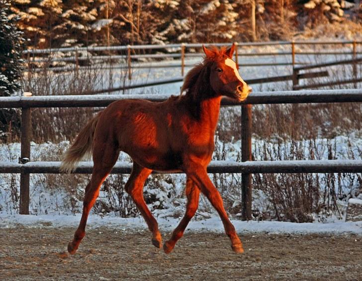 Norsk Varmblod  LRs Papa Magico - Magico desember 2009 billede 15