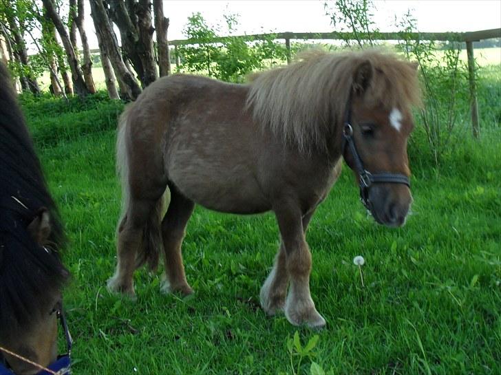 Shetlænder Bambi - Solgt billede 14