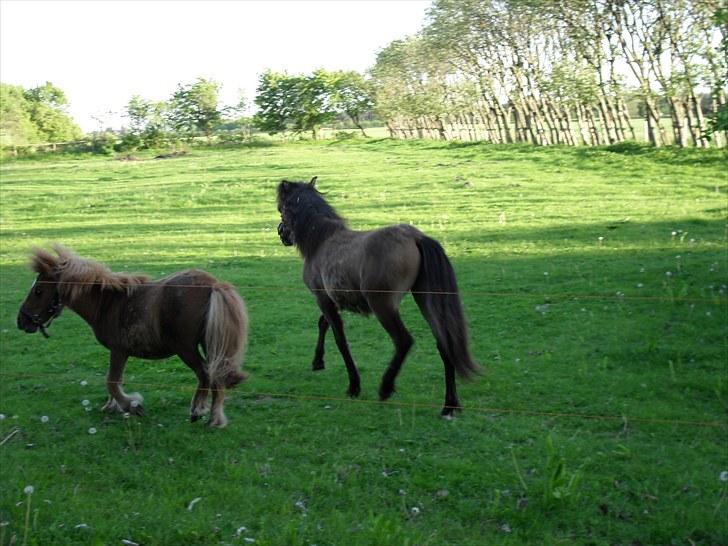 Shetlænder Bambi - Solgt billede 15