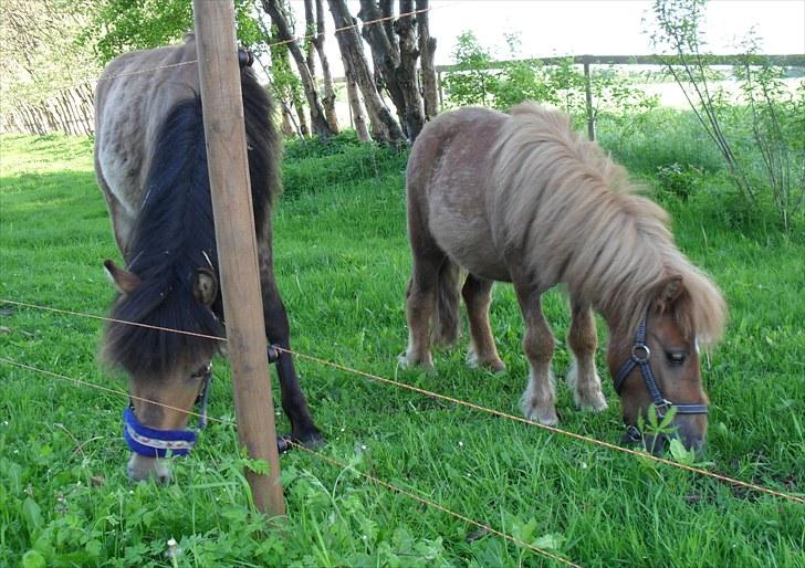 Shetlænder Bambi - Solgt billede 16