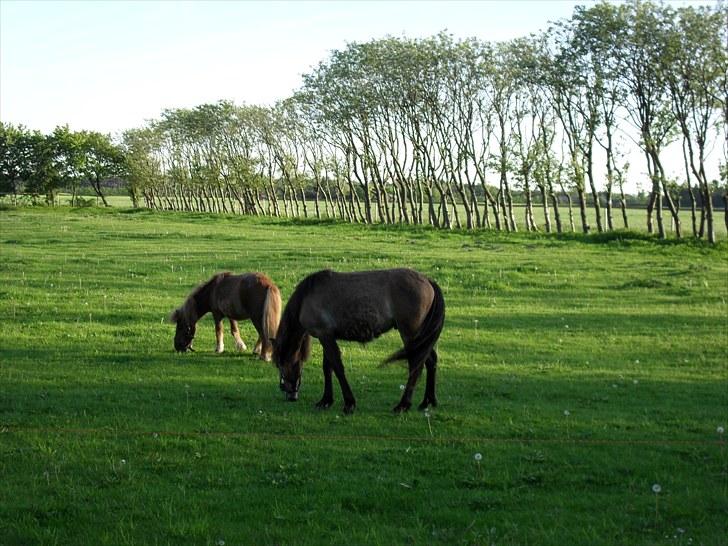 Shetlænder Bambi - Solgt billede 17