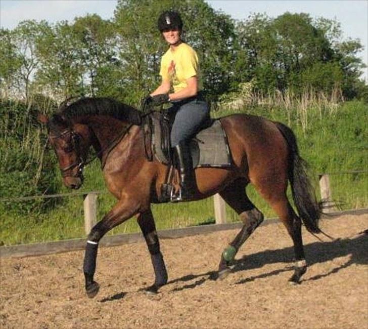 Dansk Varmblod Pretty Princess - Princess - redet 1 mdr og 2. gang redet på udendørsbane. billede 6