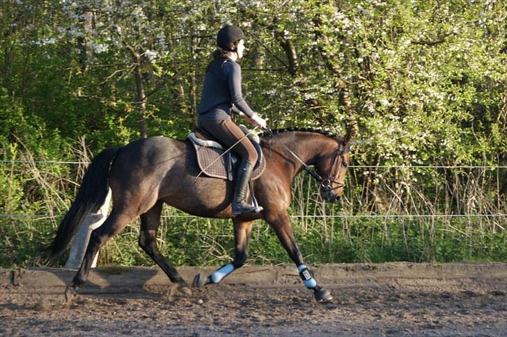 Dansk Varmblod Godthaabs Unikum - Mutte træning <3 Foto Emily Hodgkins billede 11