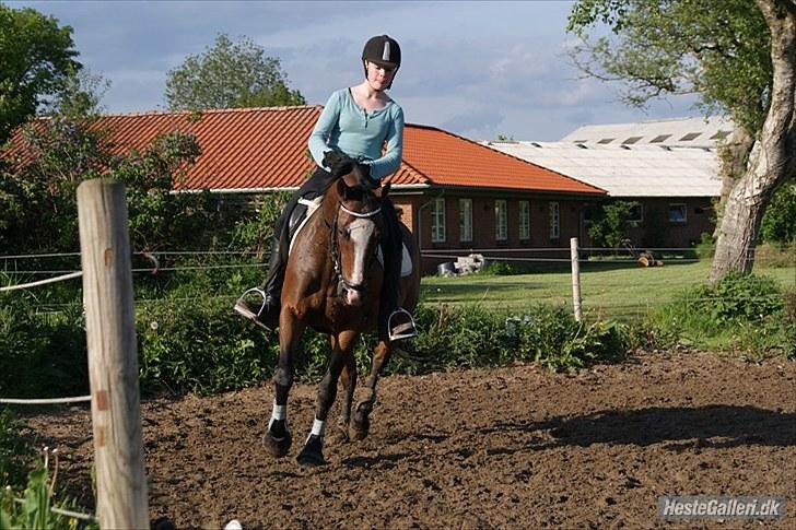 Fuldblod (XX) Ally McBeal  *solgt:'/*<3 - foto: TS-fotografering <3 billede 16