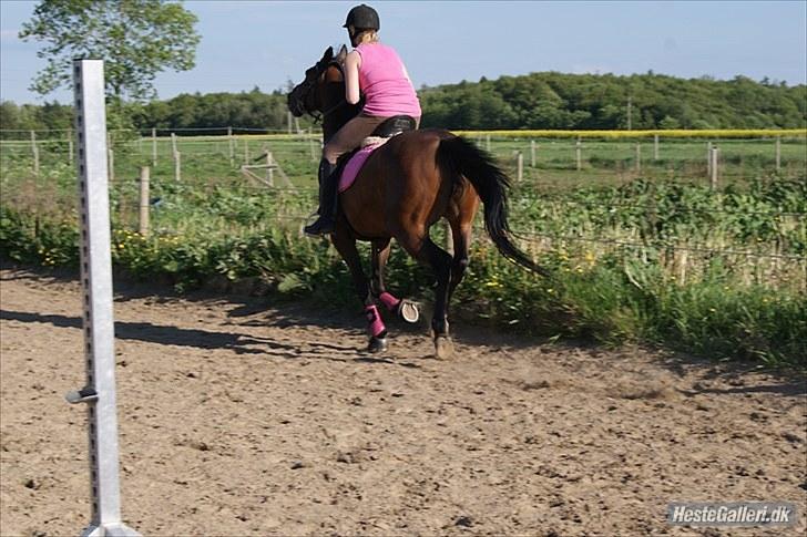 Fuldblod (XX) Ally McBeal  *solgt:'/*<3 - ponygames :) foto: alberte <3 billede 17