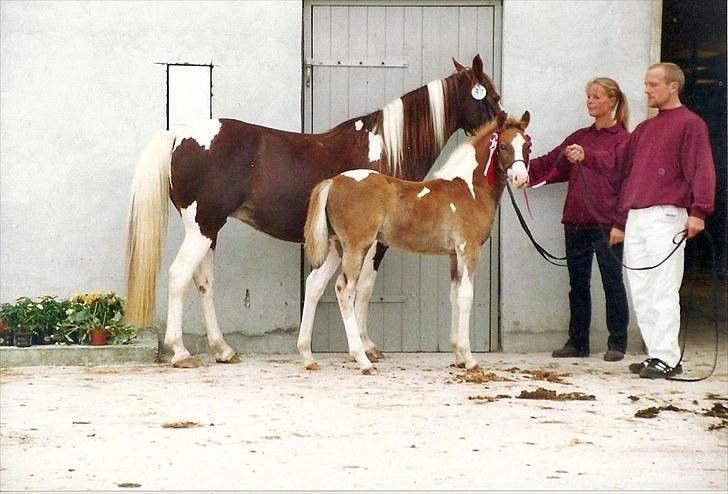 Pinto Kiki RPIN 63 * R I P * - Kiki med føl til skue  billede 8