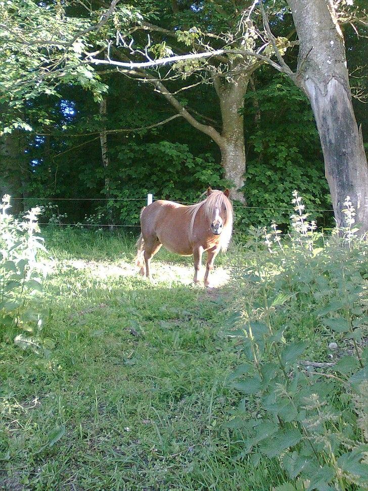 Shetlænder Turner<3skattepiie! - *Min lille fototmodel<3(Foto: Mig) billede 1