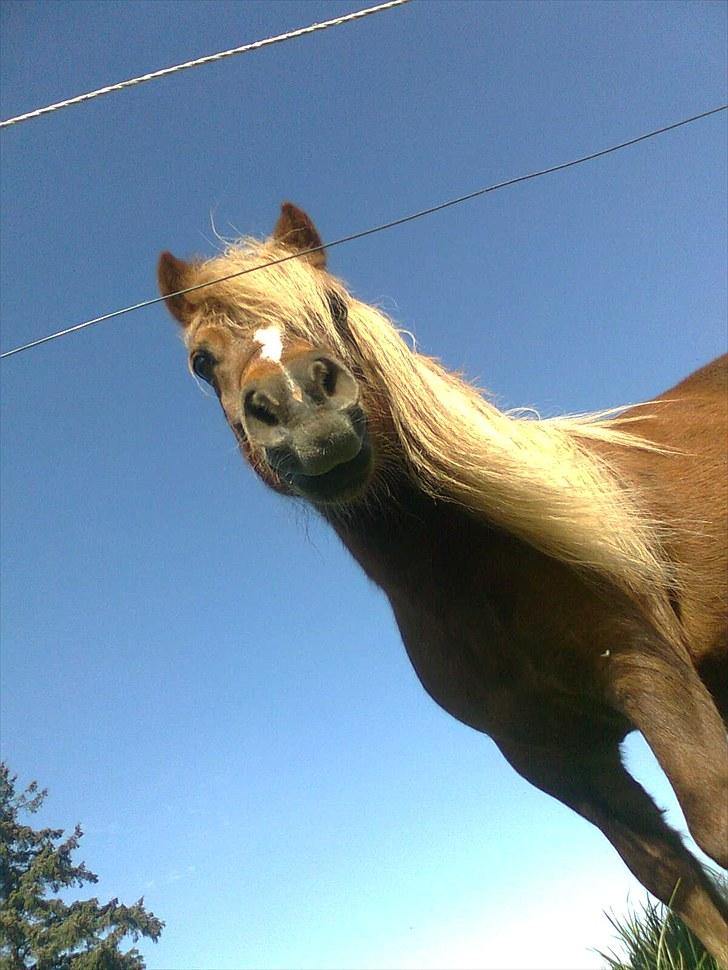 Shetlænder Turner<3skattepiie! - *Er jeg ik bare smùk?.;)(Foto: Malene) billede 2