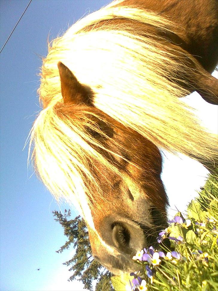 Shetlænder Turner<3skattepiie! - *Nysgerrig.(:(Foto: Mig) billede 3